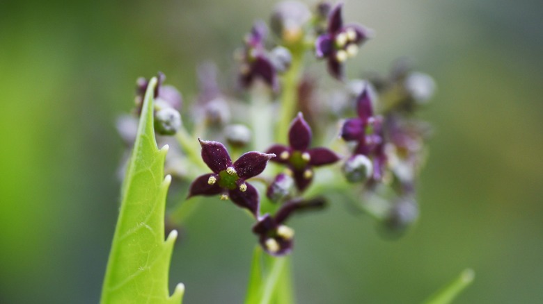 Spotted laurel with small flowers 