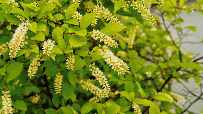 Virginia Sweetspire with yellow flowers 