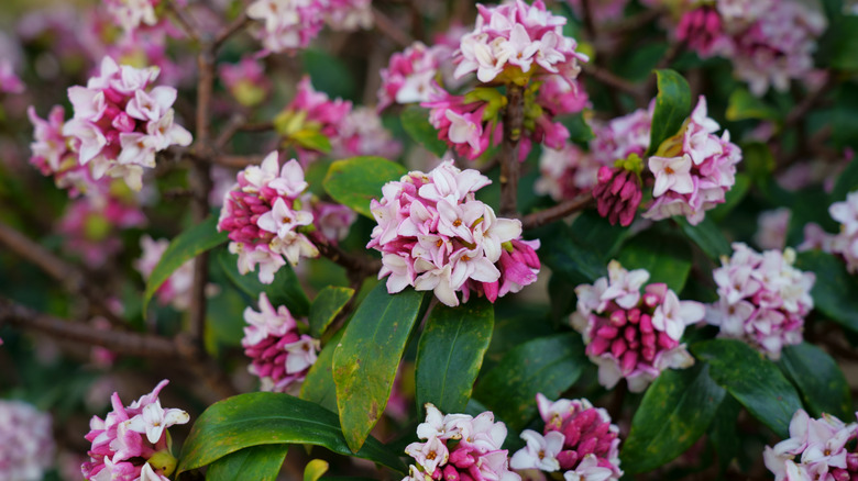 Winter daphne in bloom