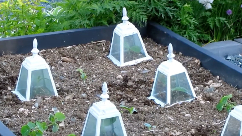 white cloches in a garden made from old light fixture