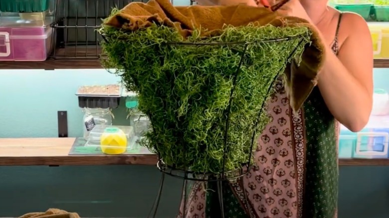 Planter made from two lamp shade frames covered in moss