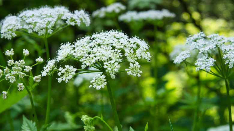 Bishop's weed