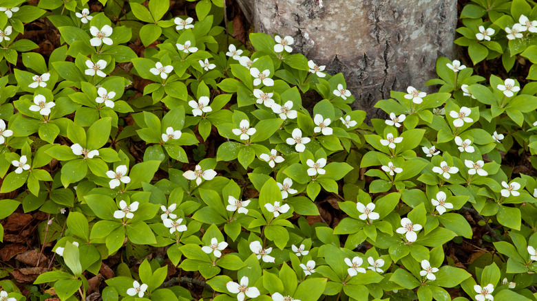 Bunchberry ground cover