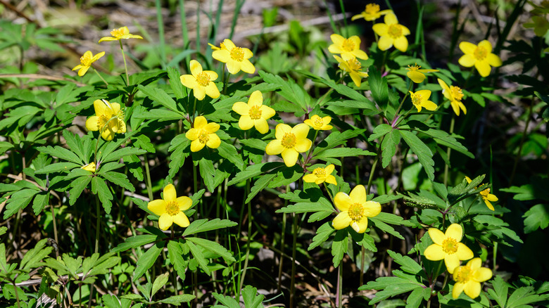 Yellow creeping buttercup