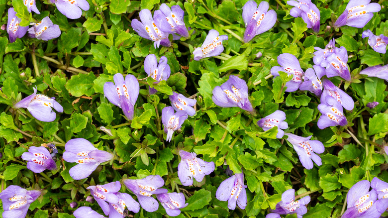 Purple creeping mazus