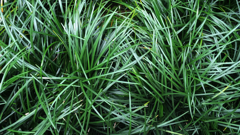 green Dwarf mondo grass