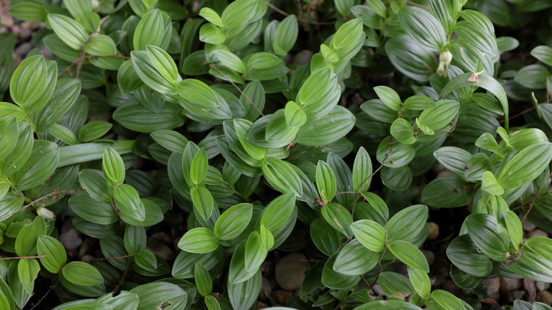 Dwarf Solomon's seal in garden