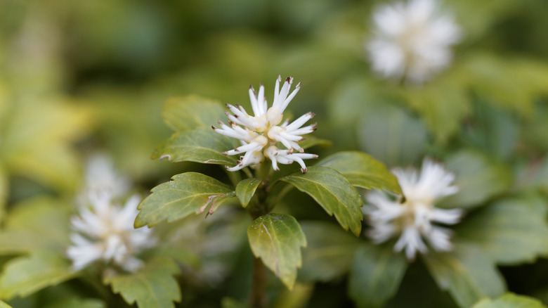 Japanese pachysandra