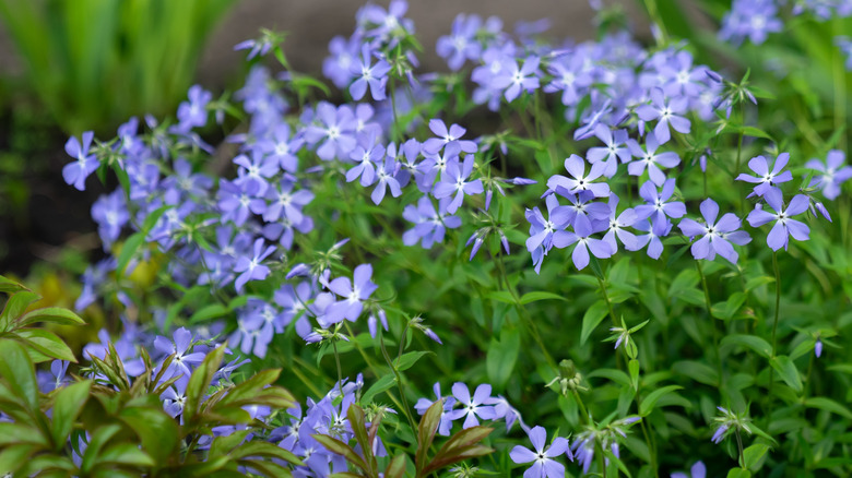 Periwinkle bush