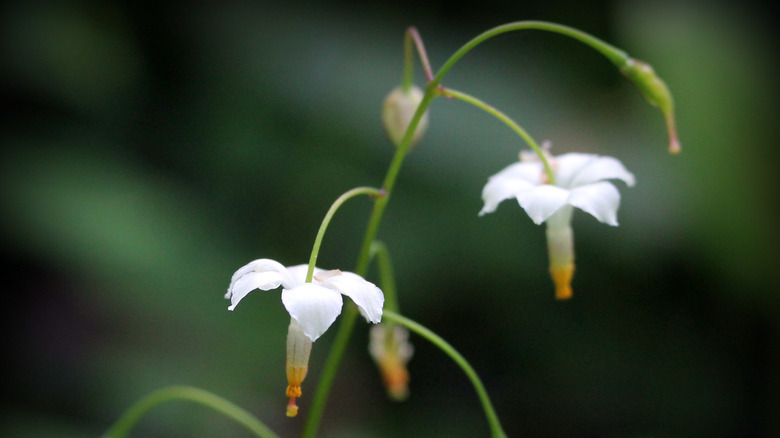 white Northern inside-out flower