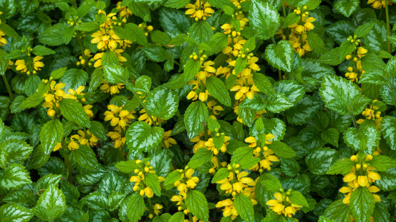 Yellow archangel