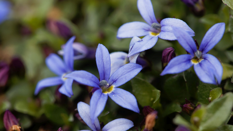 bluestar creeper flowers