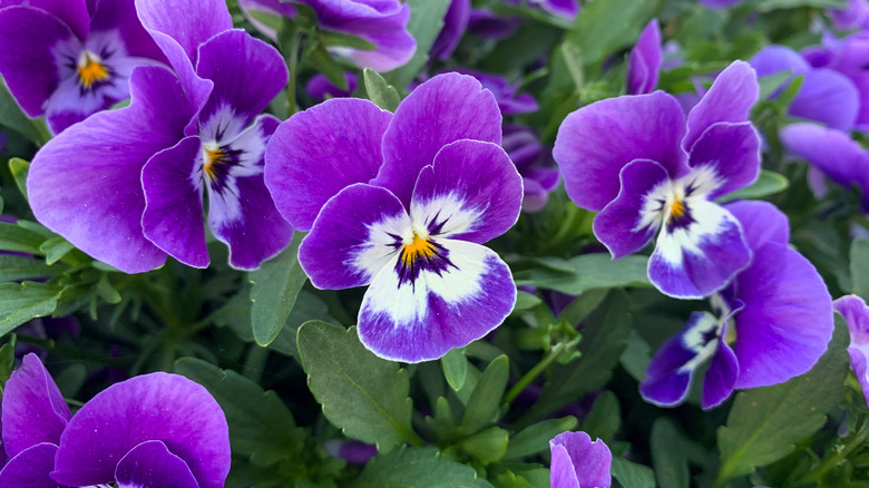 close-up purple violets