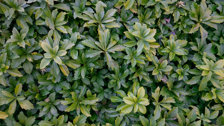 japanese pachysandra leaves