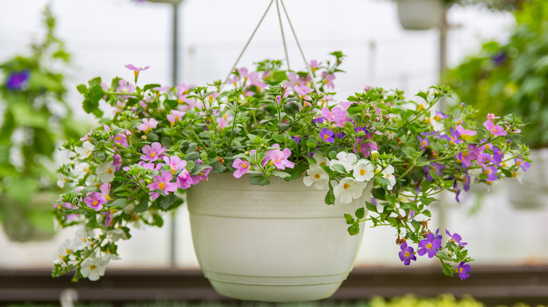 bacopa plant in pot