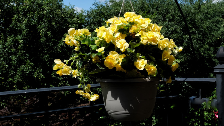 Begonias hanging in pot