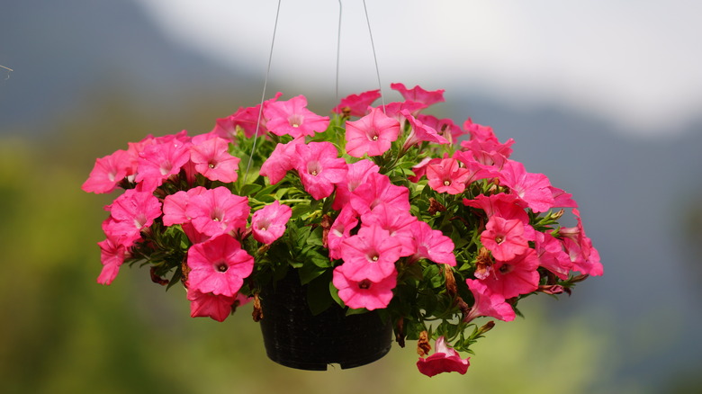 Impatiens hanging in pot