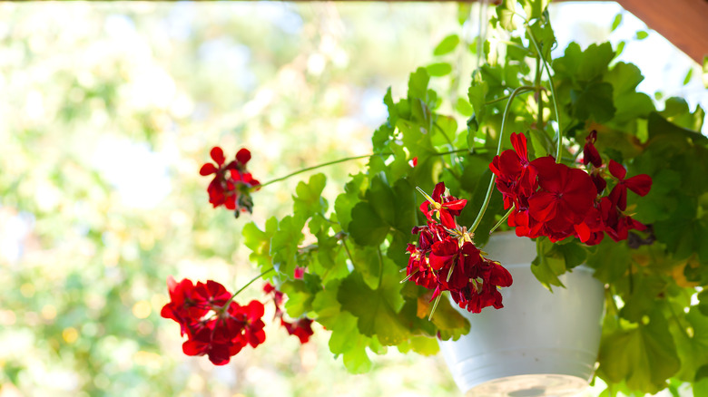 ivy geraniums in pot