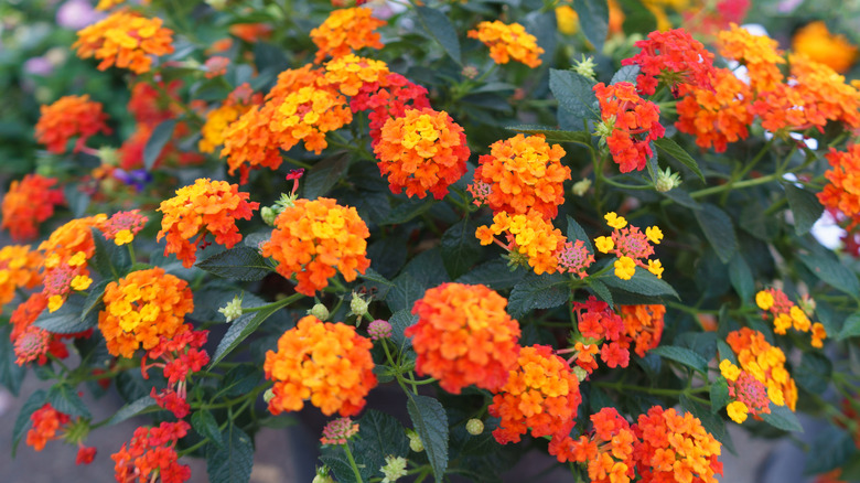 lantana plants close-up