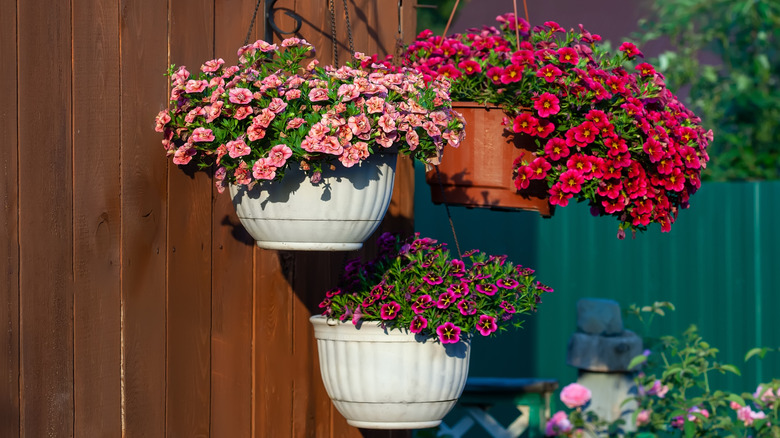 Calibrachoa plants in pots