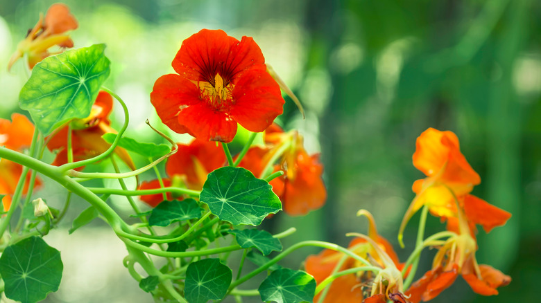 Nasturtium blooms close-up