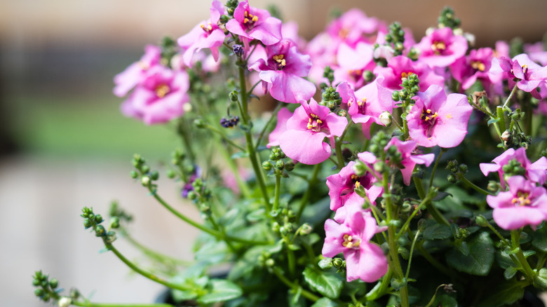 Diascia plant in pot