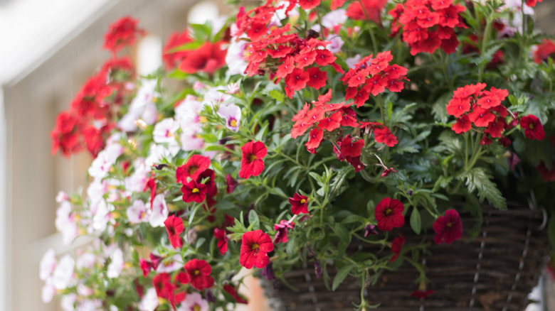 verbena plant in pot