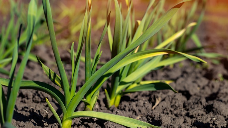 Allium sativum sprouts