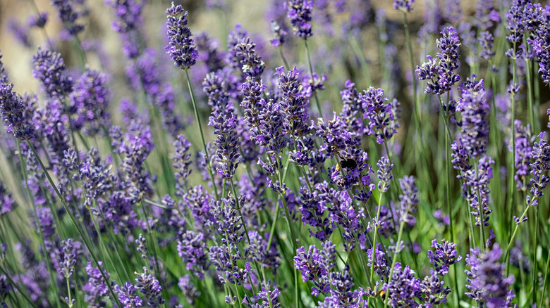 Lavandula angustifolia