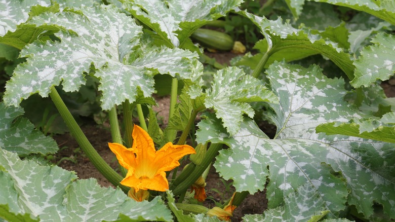 Cucurbita pepo in bloom