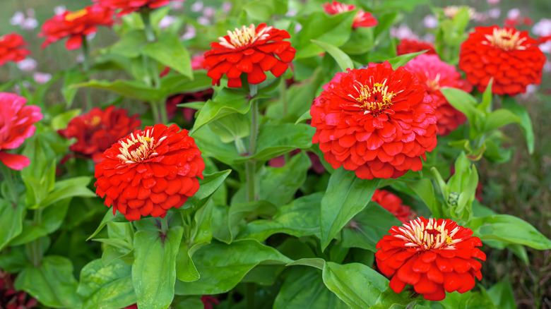 Red Zinnia flowers