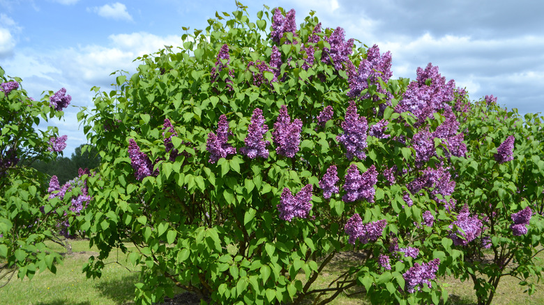 lilac hedge