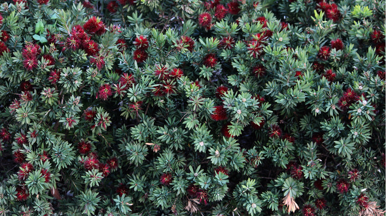 Crimson bottlebrush