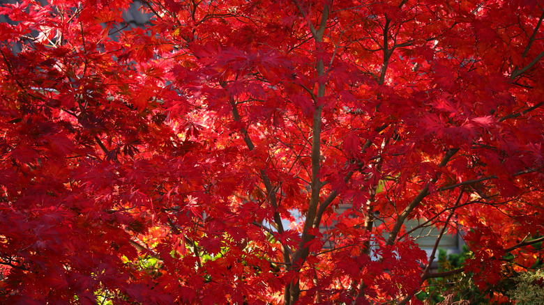 Flame Amur maple tree