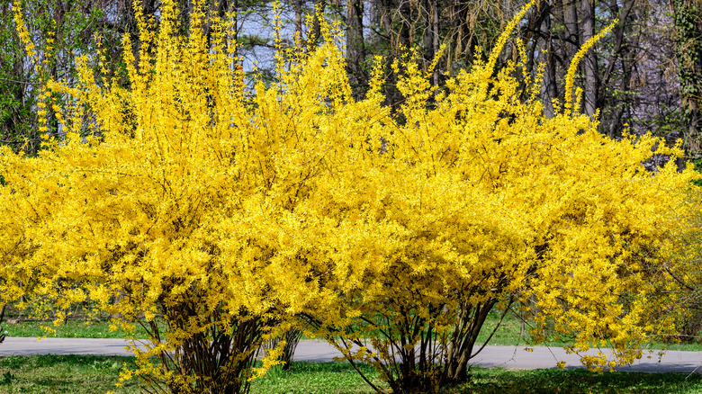 yellow forsythia