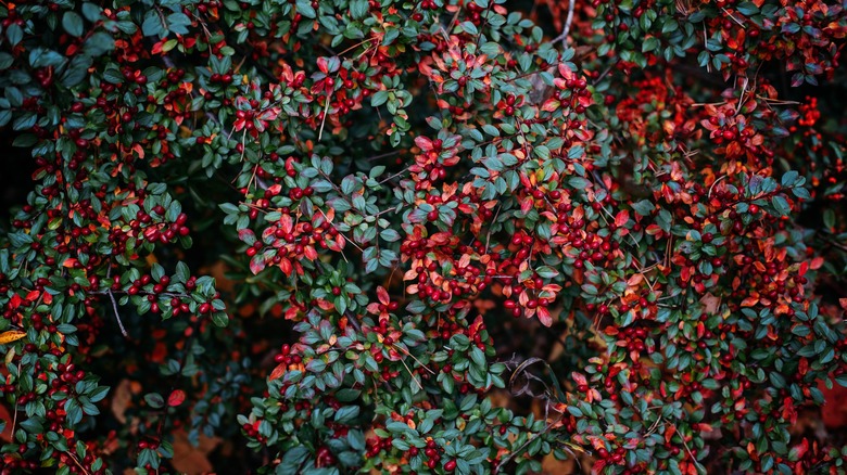 Cotoneaster red and green leaves