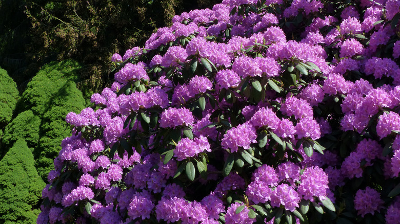 Lavender rhododendron