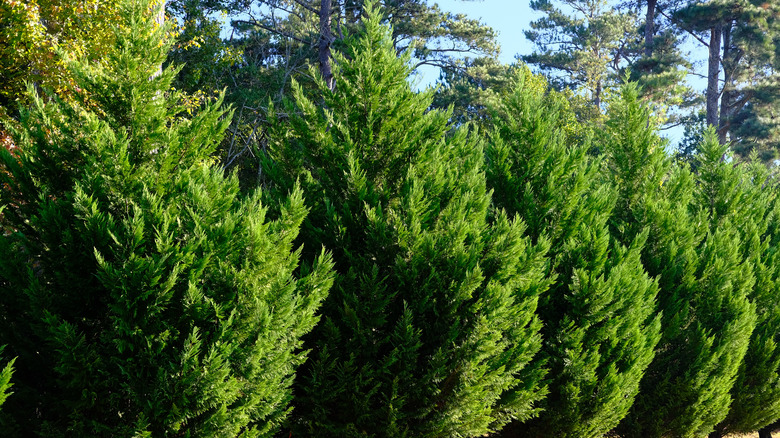 Leyland cypress