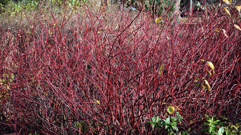 Red twig dogwood