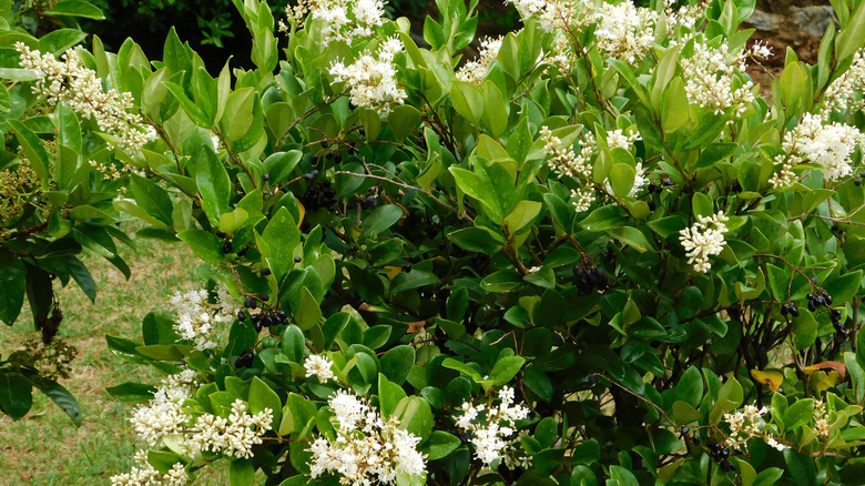 waxleaf privet