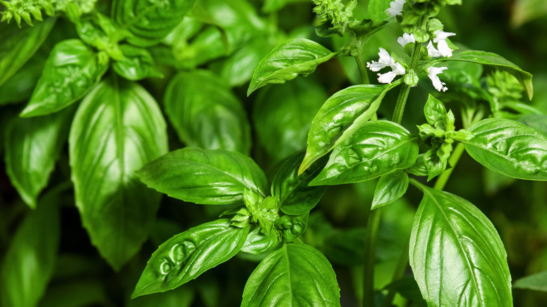 Ocimum basilicum basil