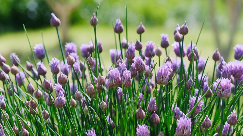 Allium schoenoprasum chives