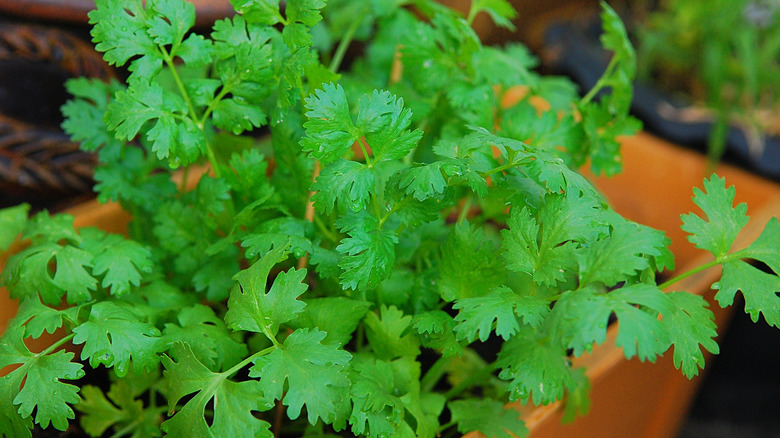 Coriandrum sativum Cilantro and Corriander