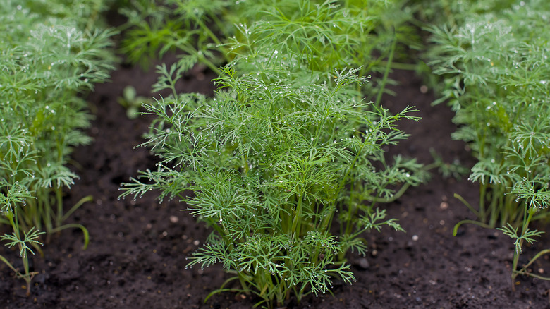 Anethum graveolens dill