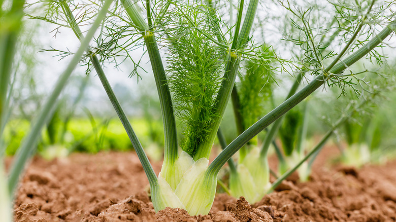 Foeniculum vulgare fennel