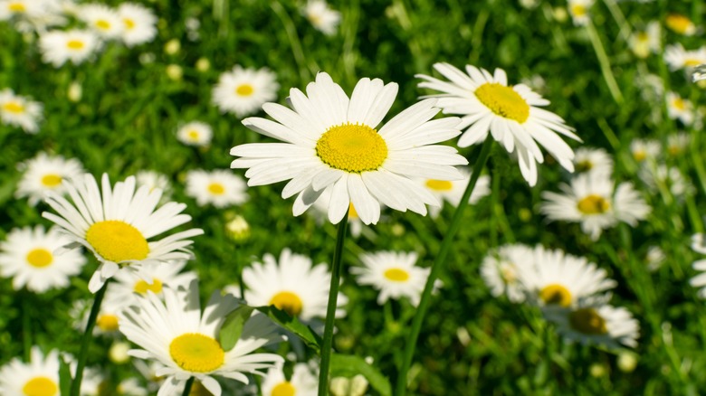 Matricaria recutita German chamomile