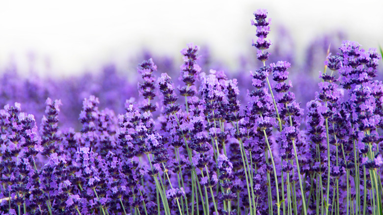 Lavandula angustifolia lavender