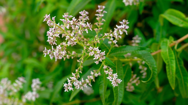 Aloysia citriodora lemon verbena