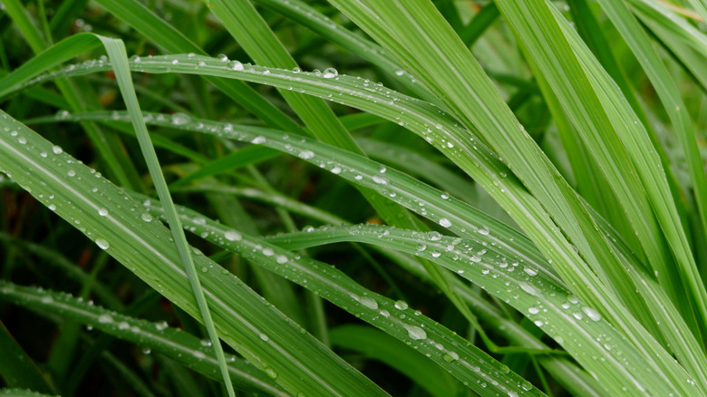 Cymbopogon citratus lemongrass