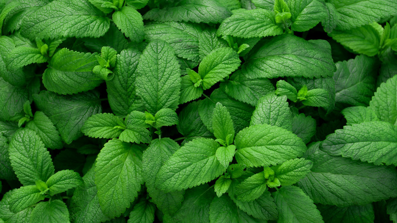 Mentha spp. mint